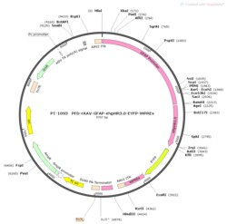BIOHIPPO&nbsp;AAV-GFAP-eNpHR3.0-EYFP-WPREs