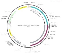 BIOHIPPO&nbsp;AAV-CAG-GRAB-DA1m-WPRE-pA