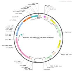BIOHIPPO&nbsp;AAV-CAG-Cre-WPRE-hGH-polyA