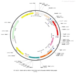 BIOHIPPO AAV-nEF1a-fDIO-TVA-P2A-NLS-tdTomato-WPRE-hGH-polyA