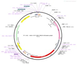 BIOHIPPO&nbsp;AAV-cTNT-iCre-IRES2-tdTamato-polyA