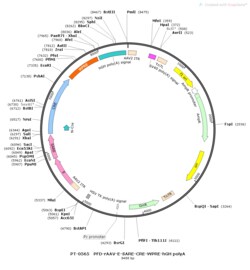 BIOHIPPO&nbsp;AAV-E-SARE-Cre-WPRE-hGH-polyA