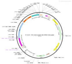 BIOHIPPO&nbsp;AAV-CAR-Cre-WPRE-hGH-polyA