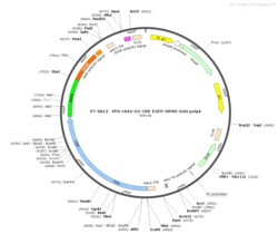 BIOHIPPO&nbsp;AAV-D2-Cre-EGFP-WPRE-bGH-polyA