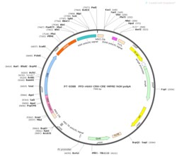 BIOHIPPO&nbsp;AAV-CRH-Cre-WPRE-hGH-polyA