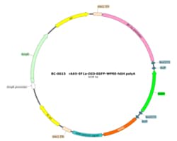 BIOHIPPO&nbsp;AAV-EF1a-DIO-EGFP-WPRE-hGH-polyA