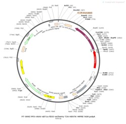 BIOHIPPO&nbsp;AAV-nEF1a-fDIO-mCherry-T2A-TK-WPRE-hGH-polyA