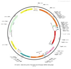 BIOHIPPO&nbsp;AAV-EF1a-DIO-TVA-P2A-NLS-tdTomato-WPRE-hGH-polyA