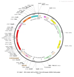 BIOHIPPO&nbsp;AAV-nEF1a-fDIO-TVA-tdTomato-WPRE-hGH-polyA