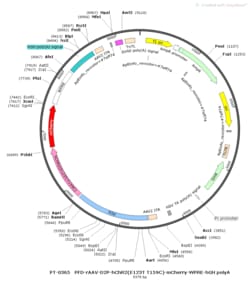 BIOHIPPO&nbsp;AAV-D2-hChR2(E123T/T159C)-mCherry-WPRE-hGH-polyA