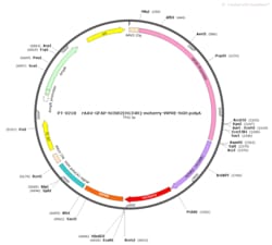 BIOHIPPO&nbsp;AAV-GFAP-hChR2(H134R)-mCherry-WPRE-hGH-polyA