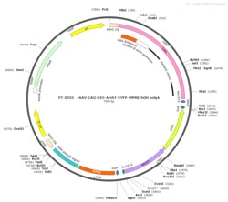 BIOHIPPO&nbsp;AAV-CAG-DIO-Arch-EYFP-WPRE-hGH-polyA