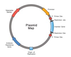 BIOHIPPO&nbsp;AAV-VGLUT2-Cre-WPRE-hGH-polyA