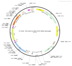 BIOHIPPO&nbsp;AAV-D1-fDIO-Cre-mCherry-WPRE-bGH-polyA