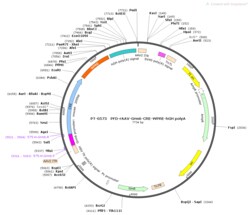 BIOHIPPO&nbsp;AAV-Grm6-Cre-WPRE-hGH-polyA