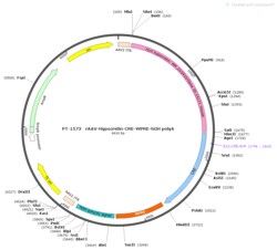 BIOHIPPO&nbsp;AAV-HypoCretin-Cre-WPRE-hGH-polyA
