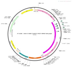 BIOHIPPO&nbsp;AAV-E-SARE-CreERT2-PEST-WPRE-hGH-polyA