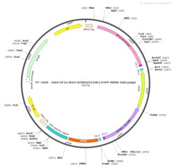 BIOHIPPO&nbsp;AAV-EF1a-fDIO-hChR2(H134R)-EYFP-WPRE-hGH-polyA