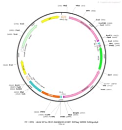 BIOHIPPO&nbsp;AAV-EF1a-fDIO-hM4D(Gi)-EGFP-3XFlag-WPRE-hGH-polyA