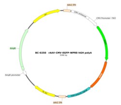 BIOHIPPO&nbsp;AAV-CMV-EGFP-WPRE-hGH-polyA