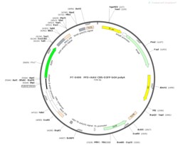 BIOHIPPO&nbsp;AAV-CBh-EGFP-bGH-polyA