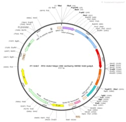 BIOHIPPO&nbsp;AAV-hSyn-Cre-mCherry-WPRE-hGH-polyA