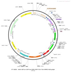 BIOHIPPO&nbsp;AAV-nEF1a-Coff-Fon-H2B-EGFP-F2A-TVA-WPRE-hGH-polyA