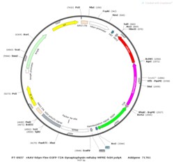 BIOHIPPO&nbsp;AAV-hSyn-FlexFRT-EGFP-T2A-Synaptophysin-mRuby-WPRE-hGH-polyA