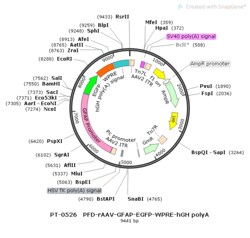 BIOHIPPO&nbsp;AAV-GFAP-EGFP-WPRE-hGH-polyA