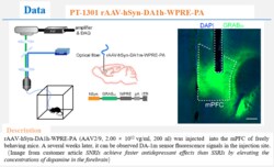 BIOHIPPO&nbsp;AAV-hSyn-DA1h-WPRE-PA
