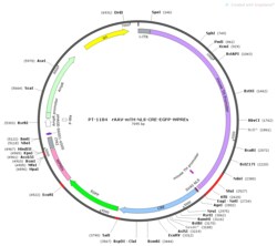 BIOHIPPO&nbsp;AAV-mTH-NLS-Cre-EGFP-WPREs