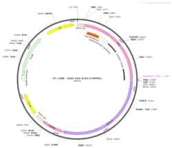 BIOHIPPO&nbsp;AAV-CAG-GACh2.0-WPRE-pA
