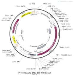 BIOHIPPO&nbsp;AAV-EF1a-DIO-5HT3.0-mut