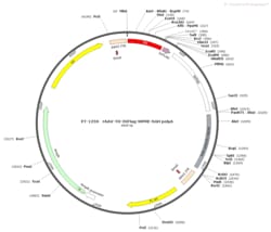 BIOHIPPO&nbsp;AAV-TH-3XFlag-WPRE-hGH-polyA