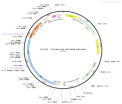 BIOHIPPO&nbsp;AAV-D2(ENK)-Cre-WPRE-bGH-polyA
