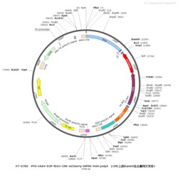 BIOHIPPO&nbsp;AAV-D2-fDIO-Cre-mCherry-WPRE-hGH-polyA