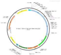 BIOHIPPO&nbsp;AAV-D1-Cre-EGFP-WPRE-hGH-polyA