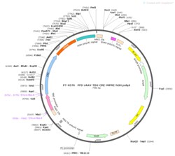 BIOHIPPO&nbsp;AAV-TBG-Cre-WPRE-hGH-polyA