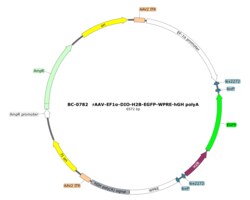 BIOHIPPO&nbsp;AAV-EF1a-DIO-H2B-EGFP-WPRE-hGH-polyA