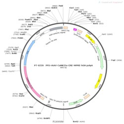 BIOHIPPO&nbsp;AAV-CaMKIIa-Cre-WPRE-hGH-polyA