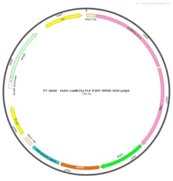 BIOHIPPO&nbsp;AAV-CaMKIIa-Flp-EGFP-WPRE-hGH-polyA