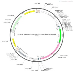 BIOHIPPO&nbsp;AAV-EF1a-DIO-Flp-T2A-EGFP-WPRE-hGH-polyA