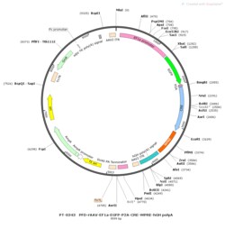 BIOHIPPO&nbsp;AAV-EF1a-EGFP-P2A-Cre-WPRE-hGH-polyA