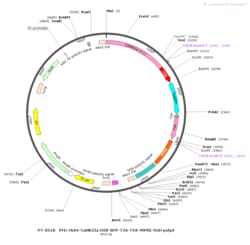 BIOHIPPO&nbsp;AAV-CaMKII-H2B-BFP-T2A-TVA-WPRE-hGH-polyA