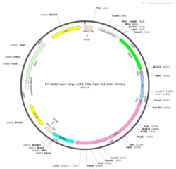 BIOHIPPO&nbsp;AAV-hSyn-EGFP-F2A-TVA-T2A-RVG-WPREs