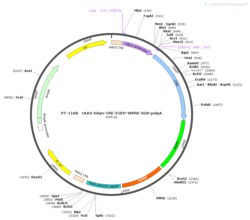 BIOHIPPO&nbsp;AAV-hSyn-Cre-EGFP-WPRE-hGH-polyA
