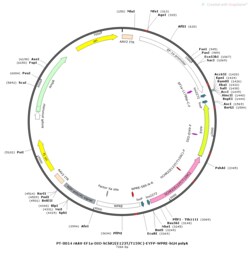 BIOHIPPO&nbsp;AAV-EF1a-DIO-hChR2(E123T/T159C)-EYFP-WPRE-hGH-polyA