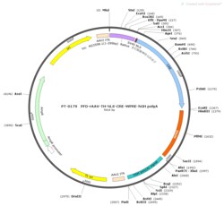 BIOHIPPO&nbsp;AAV-TH-NLS-Cre-WPRE-hGH-polyA