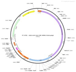 BIOHIPPO&nbsp;AAV-mTH-NLS-Cre-WPRE-SV40-polyA