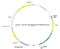 BIOHIPPO&nbsp;AAV-EF1a-DIO-eNpHR3.0-EYFP-WPRE-hGH-polyA